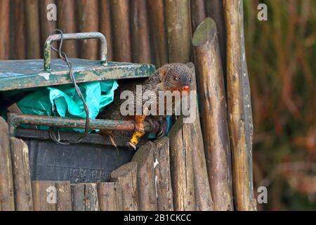 Oca monoca banalizzata, oca zebra (Mungos mungo), guardando fuori un bidone della polvere, Sudafrica, KwaZulu-Natal, Parco Nazionale di iSimangaliso Foto Stock