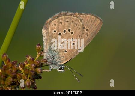 Alcon blu, Alcon grande blu (Phengaris alcon, Maculinea alcon, Glaucopsyche alcon), seduto su una corsa, Paesi Bassi, Gelderland Foto Stock