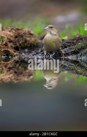 Verde occidentale (Carduelis cloris, Chloris cloris), femmina in un luogo d'acqua, riflessione, Paesi Bassi, Overijssel, Lemelerberg Foto Stock