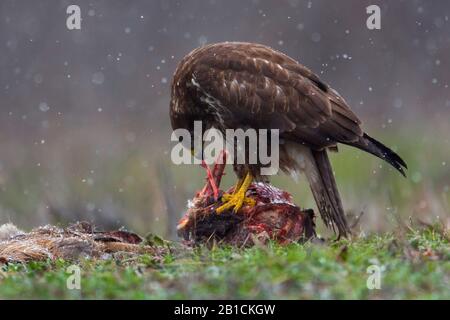 Buzzard eurasiatico (Buteo buteo), mangiare a un capriolo cadaver, nevicata leggera, Germania, Baviera, Niederbayern, Bassa Baviera Foto Stock