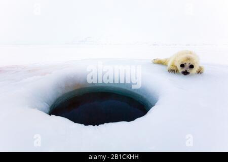 Guarnizione ad anello (Phoca hispida, Pusa hispida), pub che riposa su ghiaccio, Norvegia, Svalbard Foto Stock