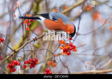 Bullfinch, corrifinch eurasiatico, corrifinch settentrionale (Pirrhula pirrhula), maschio che mangia bacche rosse in un cespuglio, vista laterale, Germania, Baviera, Niederbayern, Bassa Baviera Foto Stock