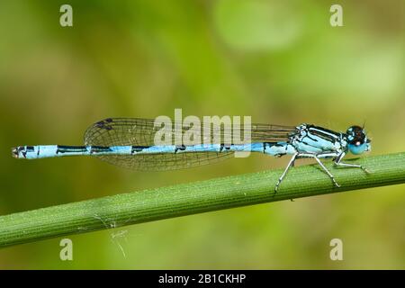 Dammelfly meridionale (Coenagrion mercuriale), maschio, Germania, Thueringen Foto Stock