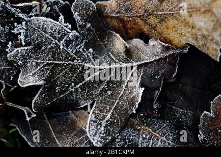 Foglia di quercia smerigliata, Olanda, Frisia, Delleboersterheide Foto Stock