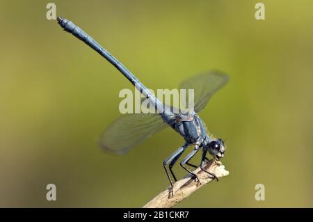 Orientjuffer, Odalisque, Egallage fatime (Epallage fatime), maschio, Grecia, Lesbo Foto Stock