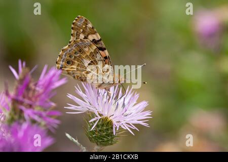 Signora dipinta (Cynthia cardui, Vanessa cardui, Pyrameis cardui), si trova su un thistleflower, Isole Canarie, Tenerife Foto Stock