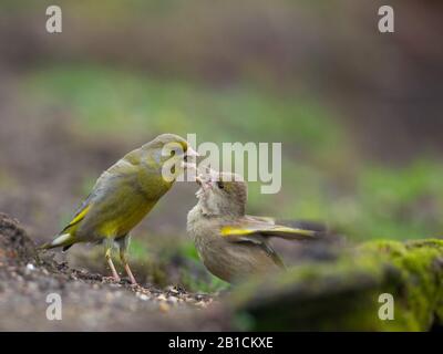 Verde occidentale (Carduelis chloris, Chloris chloris), maschio che alimenta la sua femmina, vista laterale, Paesi Bassi, Overijssel, Lemelerberg Foto Stock