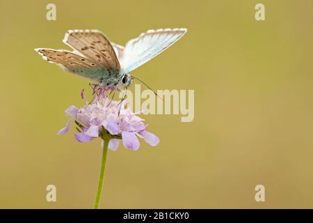 Chalkhill blu, gesso-collina blu (Lysandra coridon, Polyommatus coridon, Meleageria coridon), si trova su un fiore scabioso, Germania, Nord Reno-Westfalia, Eifel Foto Stock