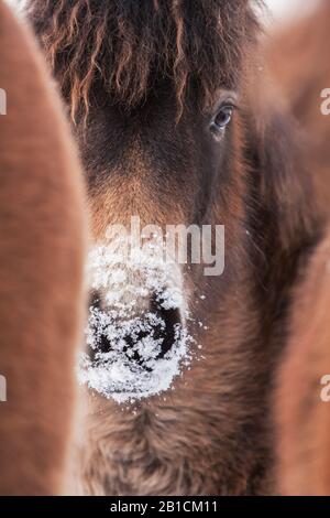 Exmoor pony (Equus przewalskii F. caballus), ritratto parziale con naso innevato, Olanda, Frisia, Delleboersterheide Foto Stock