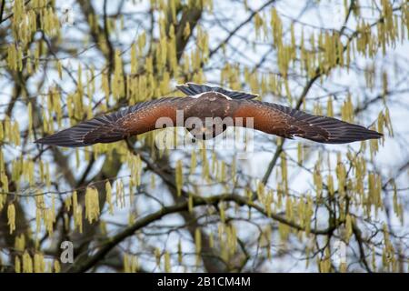 Falco di Harris (Parabuteo unicinctus), in volo, Germania, Baviera, Niederbayern, bassa Baviera Foto Stock