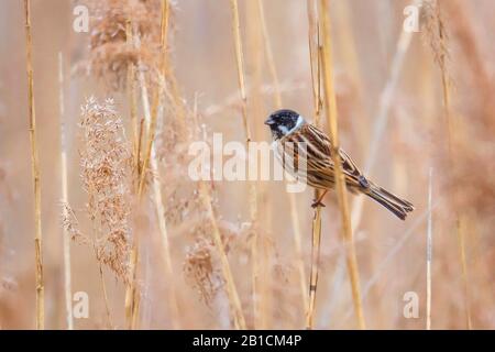 Coniglietto di canna (Emberiza schoeniclus), sittin maschile in canna, Germania, Baviera, Oberbayern, alta Baviera Foto Stock