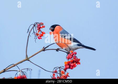 Corrifrano, corrifrano eurasiatico, corrifrano settentrionale (Pirrula pirrhula), maschio che mangia bacche rosse da un arbusto, vista laterale, Germania, Baviera, Niederbayern, Bassa Baviera Foto Stock
