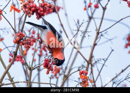 Corrifrano, corrifrano eurasiatico, corrifrano settentrionale (Pirrula pirrhula), maschio che mangia bacche rosse, appesa a testa in un arbusto, Germania, Baviera, Niederbayern, bassa Baviera Foto Stock