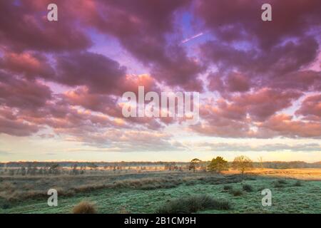 Delleboersterheide in inverno, Paesi Bassi, Frisia, Delleboersterheide, Oldeberkoop Foto Stock