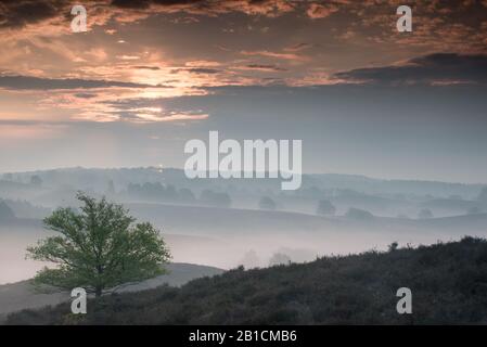 Alba A Zyperberg, Paesi Bassi Foto Stock