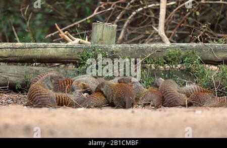 Oca banalizzata, oca monoca zebra (Mungos mungo), truppa seduto a stretto contatto sul terreno, Sudafrica, KwaZulu-Natal, Parco Nazionale iSimangaliso Foto Stock