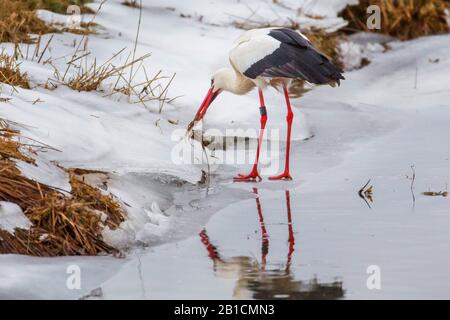 Cicogna bianca (Ciconia ciconia), con pesce pescato in inverno, Germania, Baviera, Oberpfalz Foto Stock