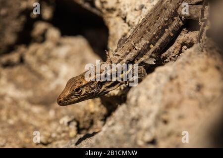 Canary Island Lizard (Gallotia galotti galotti), seduto su una roccia, Isole Canarie, Tenerife, El Tanque Foto Stock