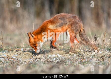 Volpi rossi (Vulpes vulpes), scavando un buco, grattando via il suolo, Germania, Baviera, Niederbayern, bassa Baviera Foto Stock