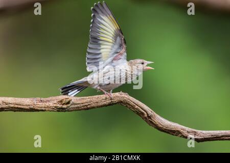 Oreficeria eurasiatica (Carduelis carduelis), squab perches su un ramo e l'elemosina, vista laterale, Paesi Bassi, Overijssel Foto Stock