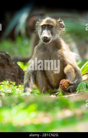 Babboon Chacma, babboon anubius, babbuino d'oliva (papio ursus, pepio cynocephalus ursus), giovani uomini si siede mangiare sul terreno, vista frontale, Sudafrica, Mpumalanga, Kruger National Park Foto Stock