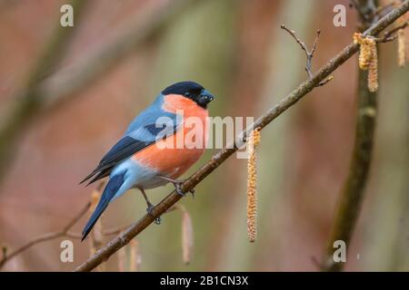 Bullfinch, corrida eurasiatica, corrida settentrionale (Pirrhula pirrhula), perches maschili su un ramoscello e mangiare fiori di nocciola, vista laterale, Germania, Baviera, Oberbayern, alta Baviera Foto Stock
