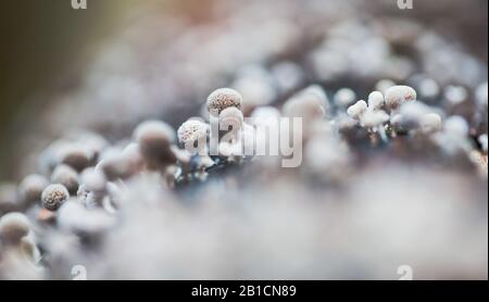 Fenugreek stalkball (Phleogena faginea), corpi fruttiferi, Paesi Bassi, Flevoland Foto Stock