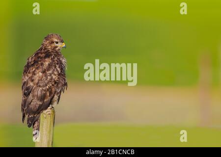 Poiana eurasiatica (Buteo buteo), appollaiata in pole, Olanda, Frisia Foto Stock