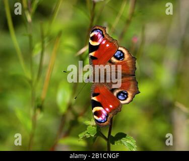 Peacock Butterfly, European Peacock (Inachis io, Nymphalis io, Aglais io), vista dall'alto, Paesi Bassi Foto Stock