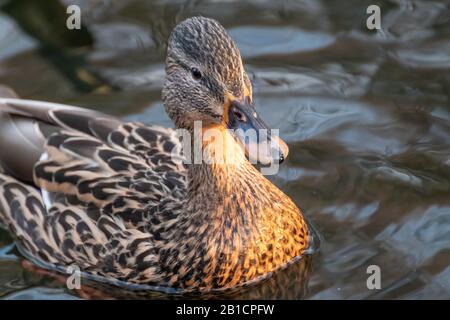 Bella mallard dappled uccello femmina gallina anatra con becco arancione primo piano nuoto su bagliore lago acqua. Animali pacifica osservare la fauna selvatica Foto Stock