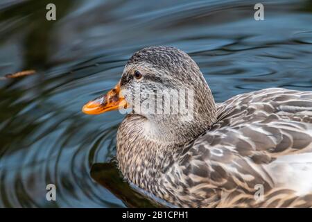 Bella mallard dappled uccello femmina gallina anatra con becco arancione primo piano nuoto su bagliore lago acqua. Animali pacifica osservare la fauna selvatica Foto Stock