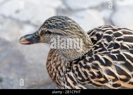 Bella mallard dappled uccello femmina gallina anatra con becco d'arancia primo piano in primavera. Animali pacifica osservare la fauna selvatica Foto Stock