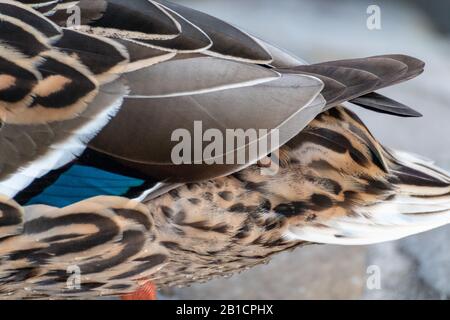 Belle piume bagnate primo piano di mallard dappled femmina marrone gallina coda di uccello anatra in primavera. Animali pacifica osservare la fauna selvatica Foto Stock