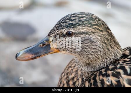 Bella mallard dappled uccello femmina gallina anatra con becco d'arancia primo piano in primavera. Animali pacifica osservare la fauna selvatica Foto Stock