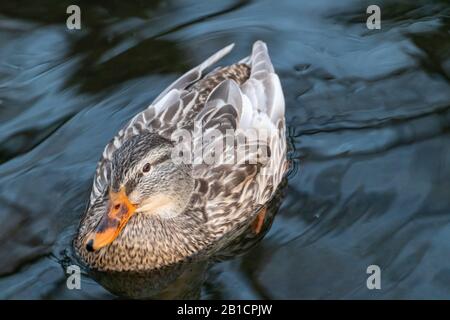 Bella mallard dappled uccello femmina gallina anatra con becco arancione primo piano nuoto su bagliore lago acqua. Animali pacifica osservare la fauna selvatica Foto Stock