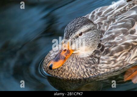 Bella mallard dappled uccello femmina gallina anatra con becco arancione primo piano nuoto su bagliore lago acqua. Animali pacifica osservare la fauna selvatica Foto Stock