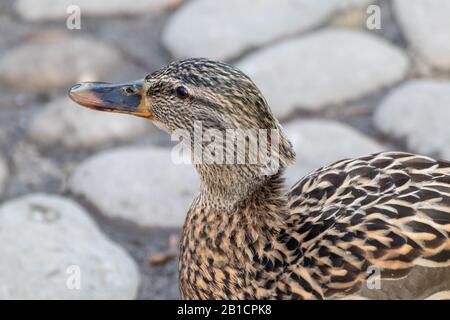 Bella mallard dappled uccello femmina gallina anatra con becco d'arancia primo piano in primavera. Animali pacifica osservare la fauna selvatica Foto Stock