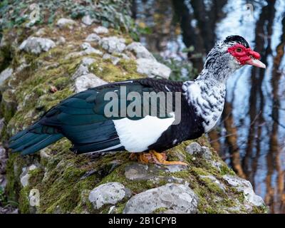 una bella anatra colorata in un parco di sardegna, italia Foto Stock