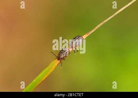 Due maschi adulti di tick di vacca Ornato (Dermacentor reticulatus) su una foglia di alghe sottili in attesa che l'ospite potencial passi. Noto anche come segno di spunta per cani Decorato, Foto Stock