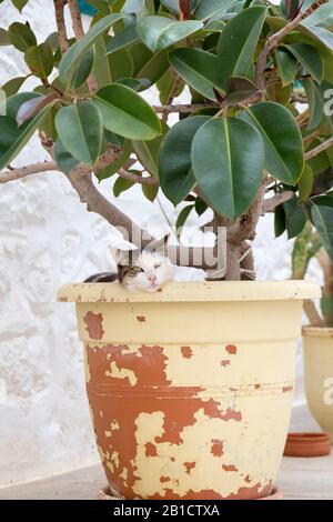 Carino gatto appeso in una pianta in vaso sulle strade di vicolo posteriore dell'isola di Hydra in Grecia. Foto Stock