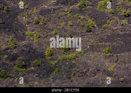 Campo di lava, vulcano Paricutin, stato di Michoacan, Messico, America Centrale Foto Stock