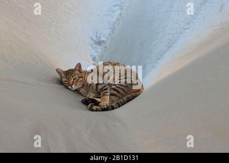 Closeup annegato tabby gatto sdraiato arricciato su copertura auto, concetto di zona comfort Foto Stock