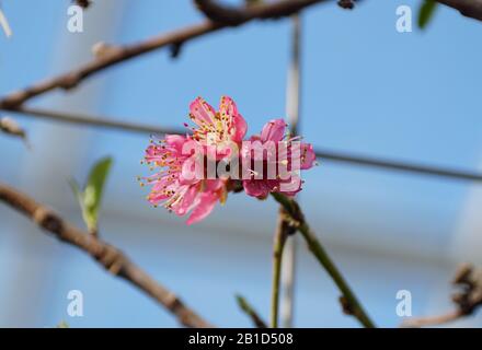 Rosa nettarine 'Garden state' fiori sull'albero in primavera Foto Stock