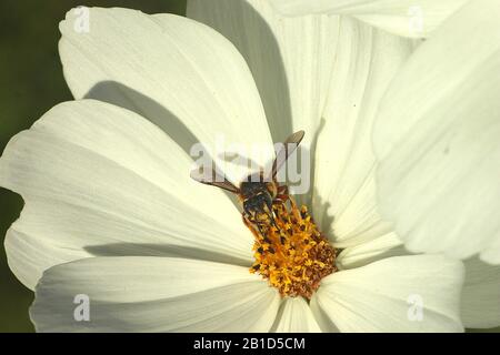 Varie api (miele, bumble, woolcarder) su un fiore Foto Stock