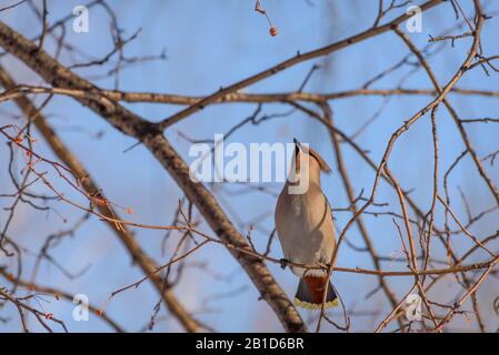 Bellissimo uccello luminoso waxwing closeup si siede su un ramo contro il cielo blu in inverno Foto Stock