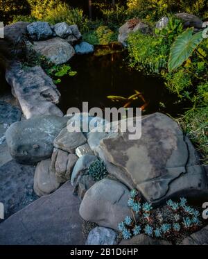 Koi Pond, Fern Canyon Garden, Mill Valley, California Foto Stock