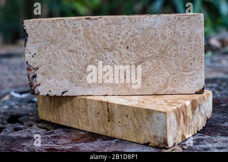 Legno naturale acero burl legno a strisce Legno Esotico motivo bello per artigianato arte o sfondo Foto Stock