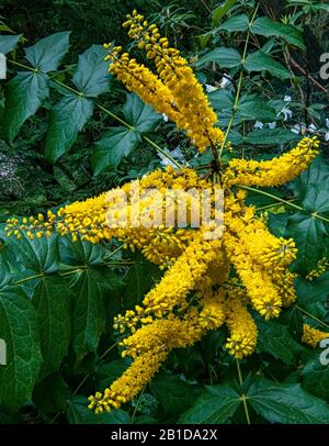 Uva Oregon, Mahonia Aquifolium, Berberidaceae, Cypress Garden, Mill Valley, California Foto Stock