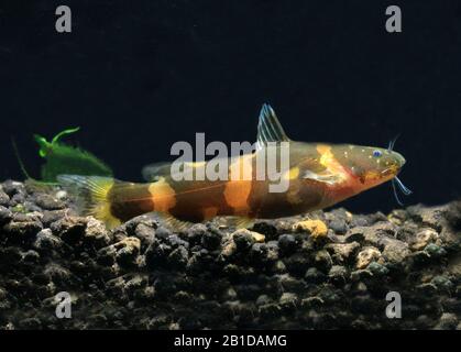 PESCE GATTO NANO DI BUMBLEBEE Foto Stock