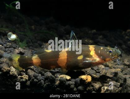 PESCE GATTO NANO DI BUMBLEBEE Foto Stock